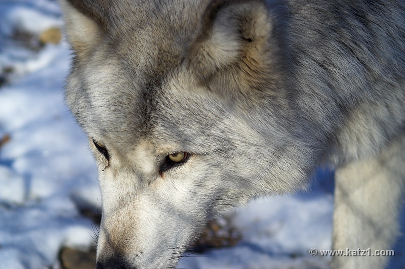 Arctic Wolf 020